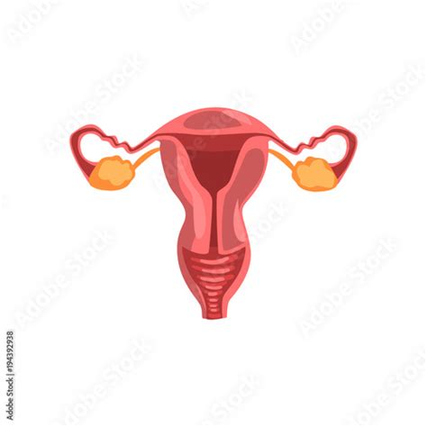 Female Reproductive System Human Internal Organ Anatomy Vector