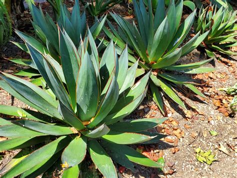 Know Your Agaves Botanica Curiosa