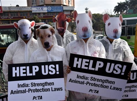Animal Rights Activists Face Cattle Smugglers Ire The Sunday