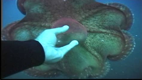 Best Hawaiian Day Octopus Youtube