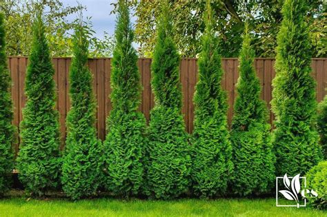 7 Ideas For Landscaping With Arborvitae To Secure Your House