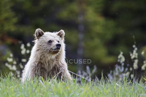 Portrait Of Young Grizzly Bear Standing At Jasper And Banff National