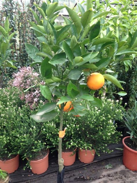 Zitronenlust Onlineshop Für Mediterrane Pflanzen Und Bäume Citrus