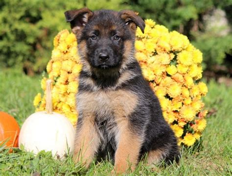 German Shepherd Puppies For Sale Keystone Puppies