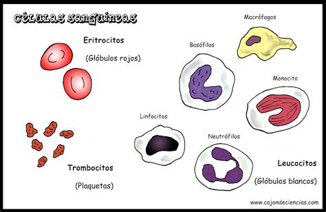 TERRITORIO APÁTRIDA Aprende las células sanguíneas