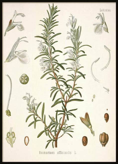 Rosemary Monograph — Herbrally Botanical Art Prints Botanical