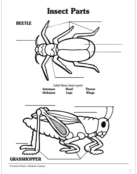 Insect Parts Labeling Activity Page Printable Skills Sheets