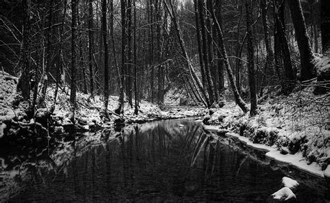 1080p Free Download Dark Winter Forest Forest Pic Black And White