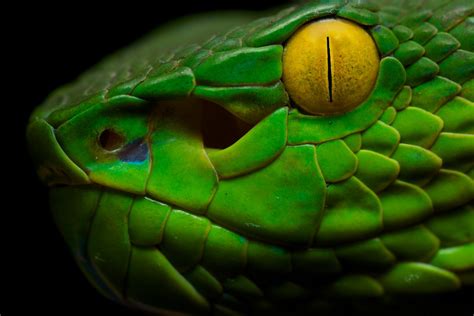 Green Pit Viper Trimeresurus Macrops Found During A Nigh Flickr