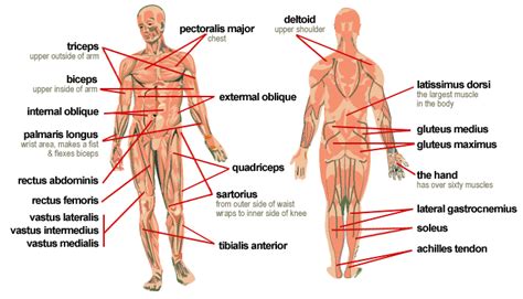 These specific systems are widely studied in human anatomy. Pin on Human Body Beautiful