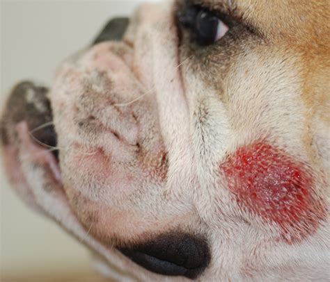 Dog Skin Cancer Or Wart Cancerwalls