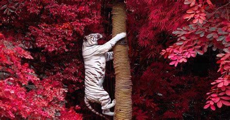 White Tiger Climbing On A Tree Pics