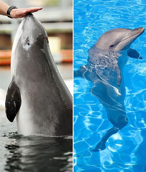 Porpoise Vs Dolphin Animals Pinterest