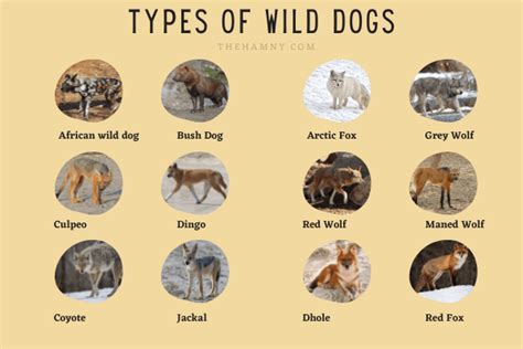 13 Types Of Wild Dogs Facts Photos And More The Hamny