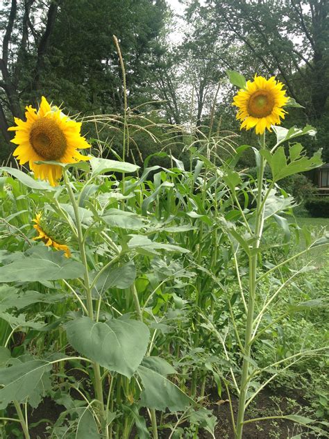 First Time Growing Sunflowers | Growing sunflowers, Plants, Growing