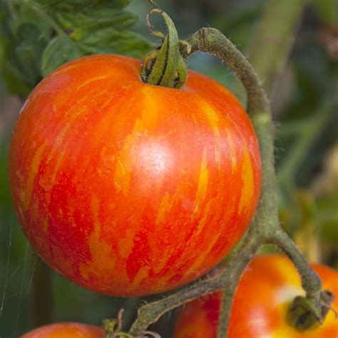 Tomato Seeds Mr Stripey Vegetable Seeds In Packets And Bulk Eden
