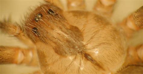 Brown Recluse Spider Found In Ten Michigan Counties