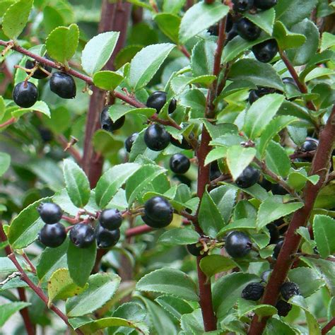 Huckleberry Evergreen Vaccinium Ovatum 0015 Approx 30 Seeds