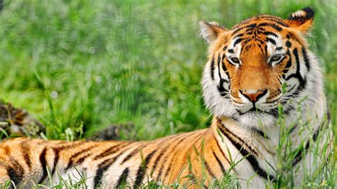 Tiger Resting Animal Wallpaper 1366x768 Download