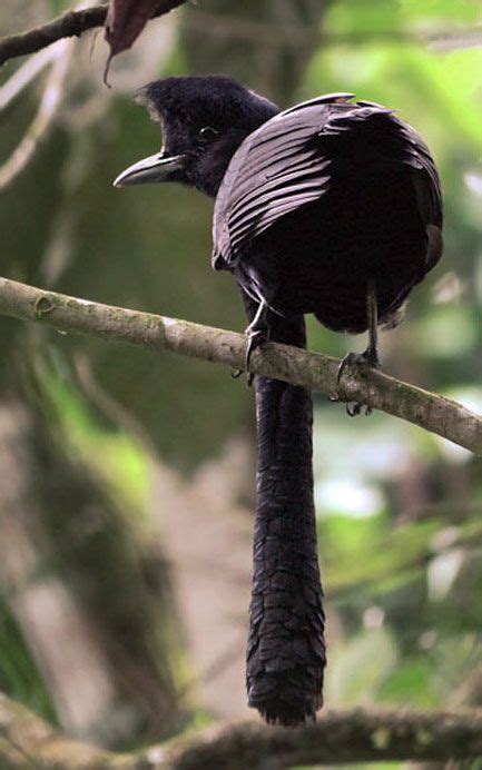 The Long-wattled Umbrellabird (Cephalopterus penduliger) is a rare to 