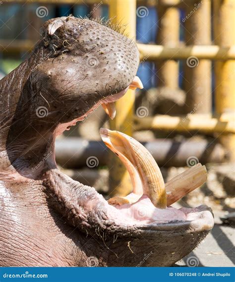 Hippo Teeth In The Zoo In Nature Stock Photo Image Of Tooth Smile