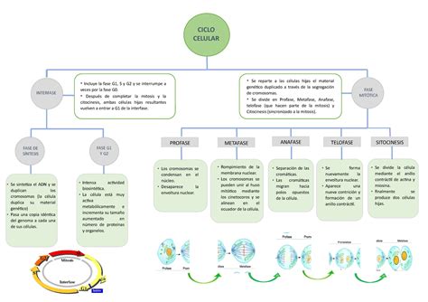 Mapa Conceptual Ciclo Celular Blog Canggih Images Sexiz Pix