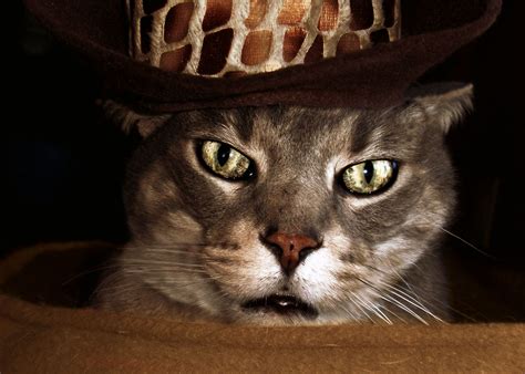 Cat Cowboy Hat Best 20 Cats In Cowboy Hats Images On Pinterest