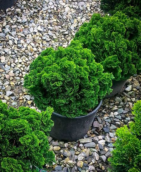 Dwarf Hinoki Cypress Evergreen Landscape Shrubs For Landscaping