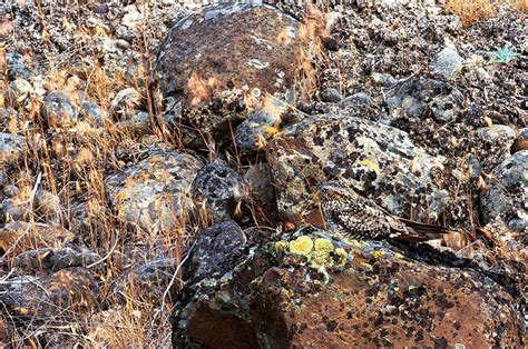 Mystery Animal In The Rocks Optical Illusion