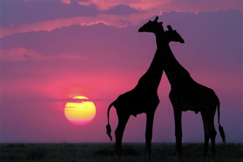 A Very Special Giraffe Sunset From A Trip To Tanzania I Took A Few