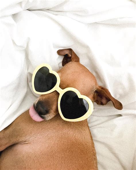 Dog Wearing Sunglasses Puppylove Sunglasses Diy Fashion Beach
