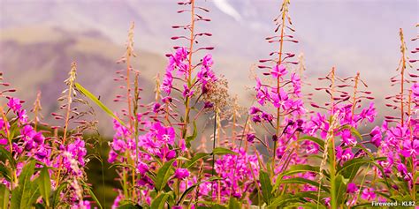 A Guide To Colorado Wildflowers And Wildflower Season