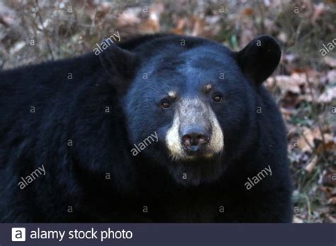 Hibernating Bear Hi Res Stock Photography And Images Alamy