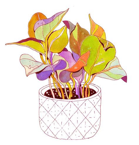 House Plant On Behance Drawings Plant Drawing House Plants