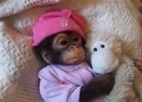 Pin By B R I L E I G H 🧃🥵😽 On Memesreactions Monkeys Funny Cute