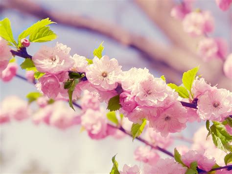 Free Download Japanese Cherry Blossom Wallpapers Japanese Cherry Blossom Stock X For