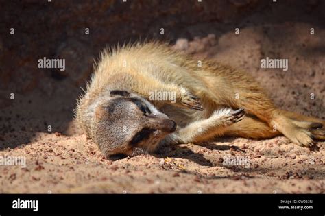 Meerkat Lying In Sun Hi Res Stock Photography And Images Alamy