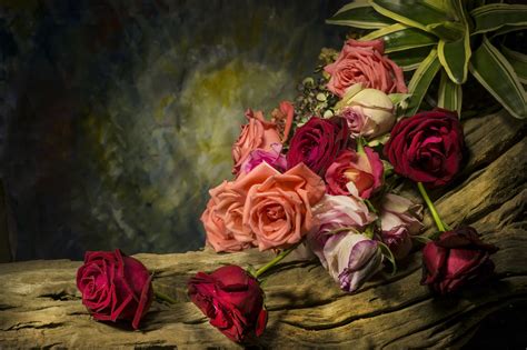 Still Life With Rose Flower Flower Of Life Flowers Photography Rose