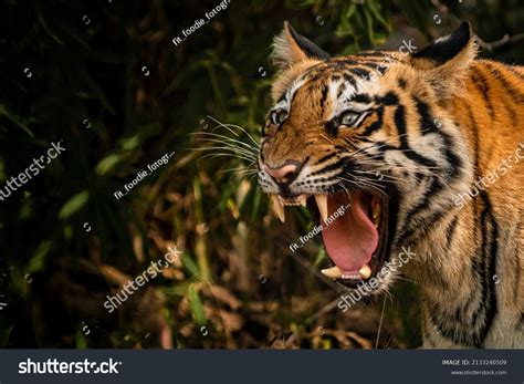 Tiger Baring Teeth Tadoba Andhari Tiger Stock Photo 2133240509