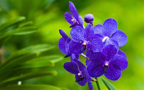 Blue Orchid Wallpapers Images Photos Pictures Backgrounds