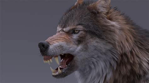 Gray Wolf Rigged 3d Model — Missset