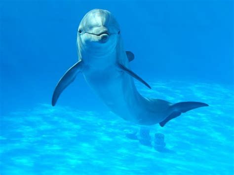 معلومات عن الدلفين للاطفال