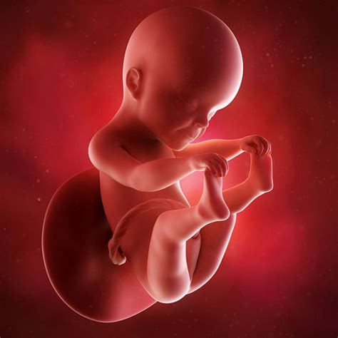 25 Weeks Pregnant Symptoms Ultrasound And Fetus Development