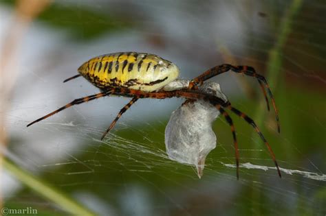 Orb Weaver Spiders North American Insects And Spiders
