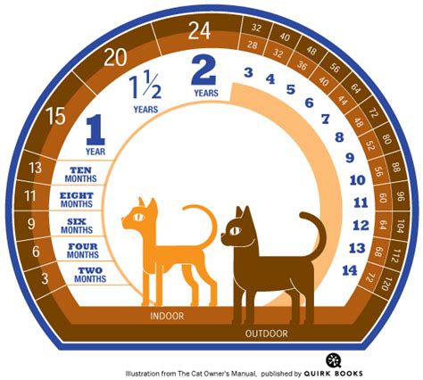 猫の年齢の数え方を詳しく解説するニャ！人間年齢の換算表や家猫×外猫比較も Cat Press（キャットプレス）