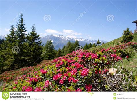 Alpine Roses And Snow Capped Mountains Stock Image Image Of Blossoms