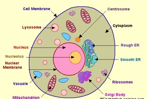 The plant cell as more rigid and stiff walls. Structure of cell | Cell structure and functions, Class 8