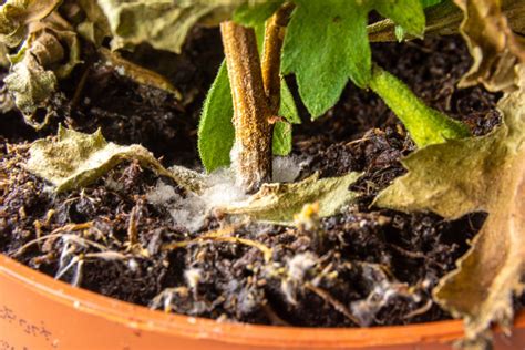 Mold On Plant Soil What It Means And How To Get Rid Of It