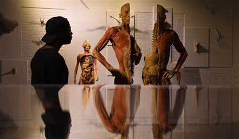 ‘real Bodies In Uk Anatomical Exhibition Could Be Executed Chinese