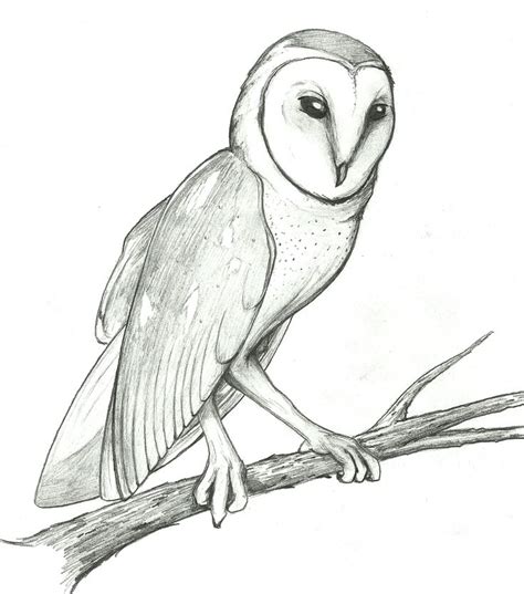 Image Result For Owl Line Drawing Black And White Drawing Drawings